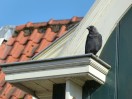 Volendam (Holl.) (c)