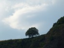 Sträucher und Bäume entlang des Rheins (d)